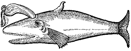 The Balena